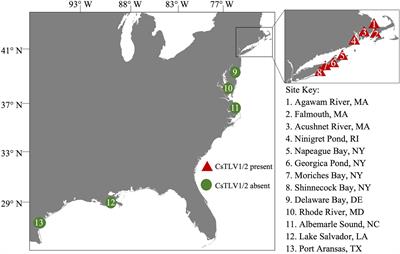 Characterization of Two Novel Toti-Like Viruses Co-infecting the Atlantic Blue Crab, Callinectes sapidus, in Its Northern Range of the United States